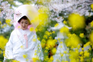 白無垢と桜と菜の花の究極のロケーション撮影
