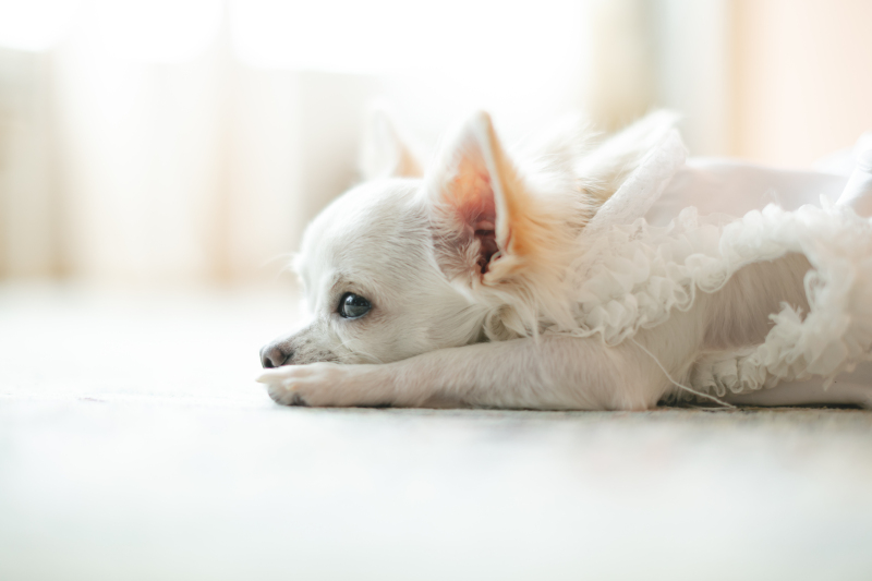スタジオでくつろぐわんちゃん